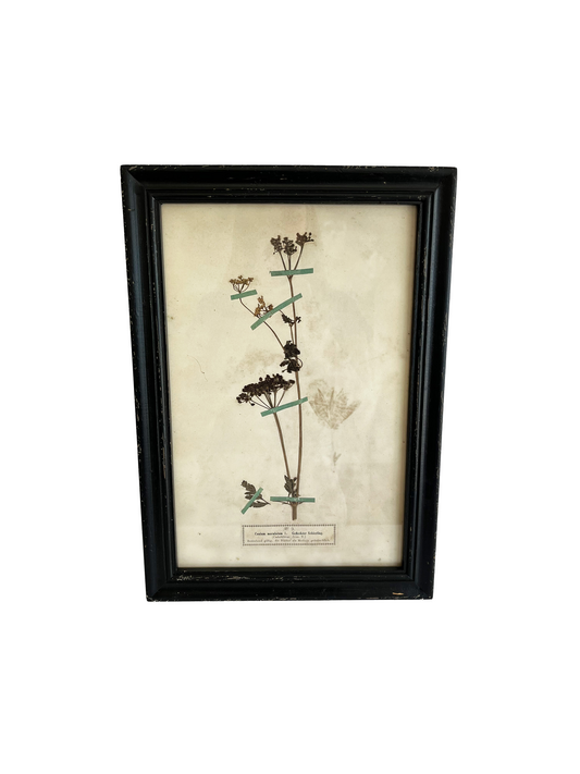 Botanical Art Print VI