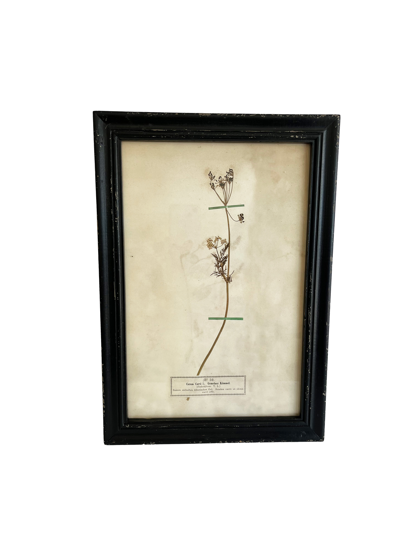 Botanical Art III