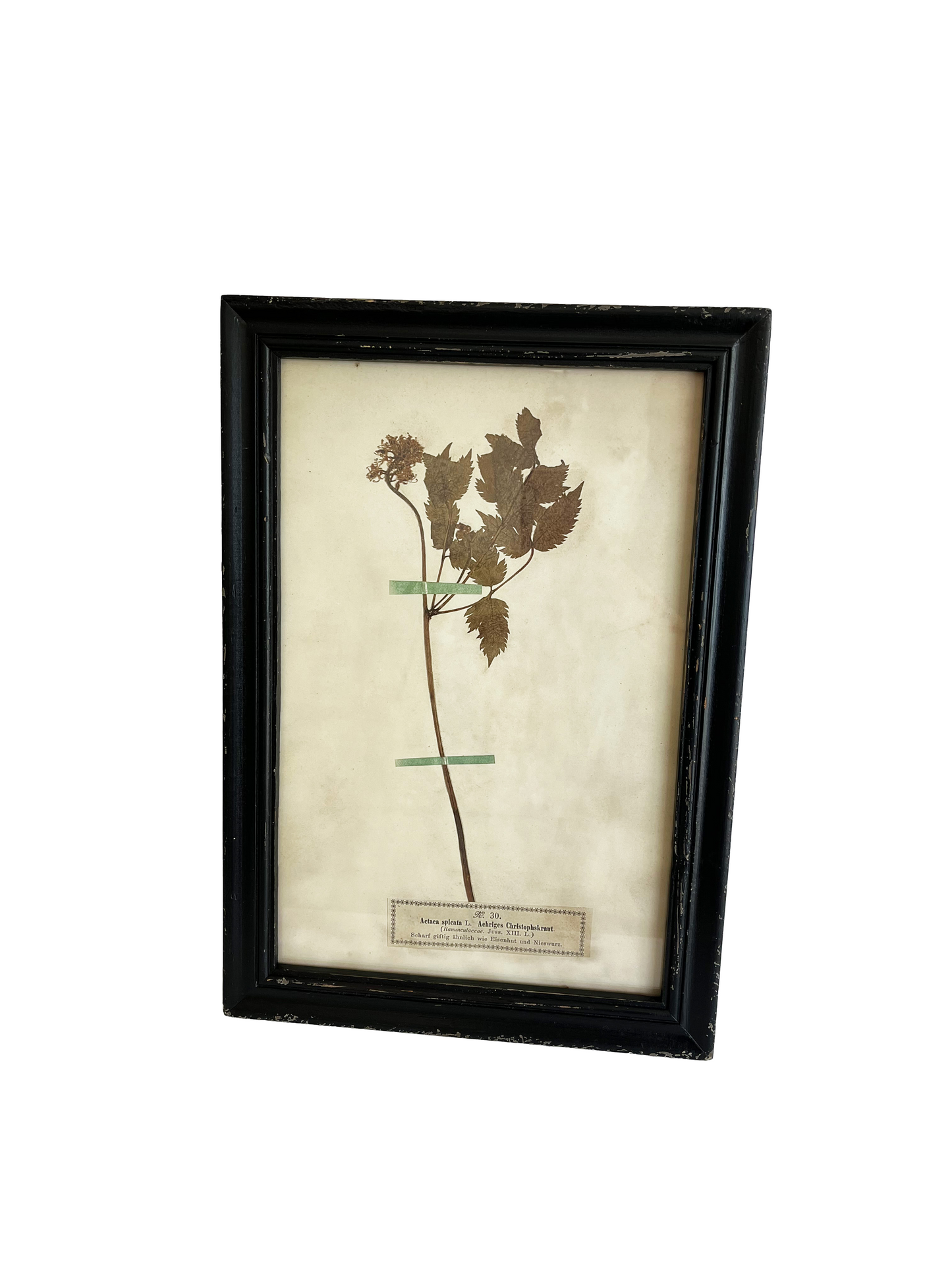 Botanical Art Print V